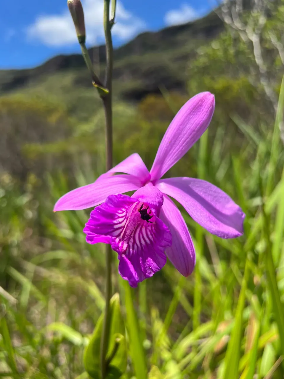passeio-orquideas-da-chapada-06