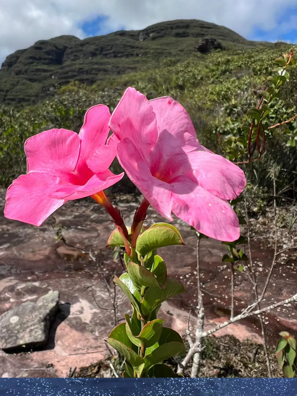 passeio-orquideas-da-chapada-12